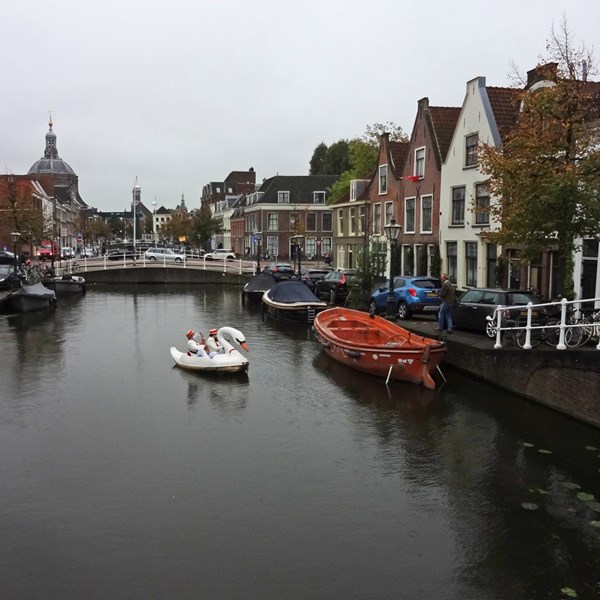 ZWAAN 2020-10-03 Leiden (83)vb (1000x1000).jpg