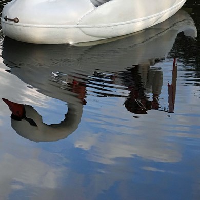 ZINGENDE ZWAAN 2023-07-22-Letland-(333)vvb-web.jpg